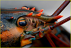 Cornwall Tourism Magazine - Lobsters eyes